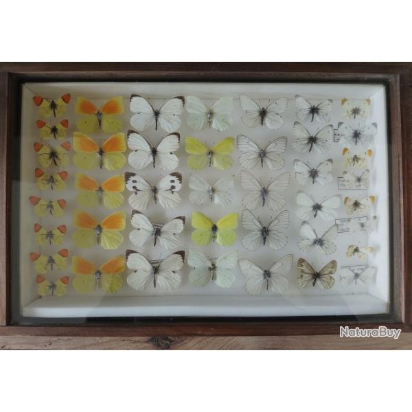 Superbe cadre entomologique ancien - Collection de Pieridae (Aurores, Citrons, Gaz�s)