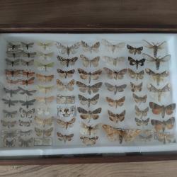 cadre entomologique ancien - Papillons de nuit / H&eacute;t&eacute;roc&egrave;res (Sphingidae, Noctuidae, Geometridae...)