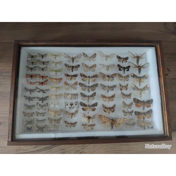 cadre entomologique ancien - Papillons de nuit / H�t�roc�res (Sphingidae, Noctuidae, Geometridae...)