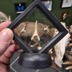 Cadre dent requin fossile #L28R(4)
