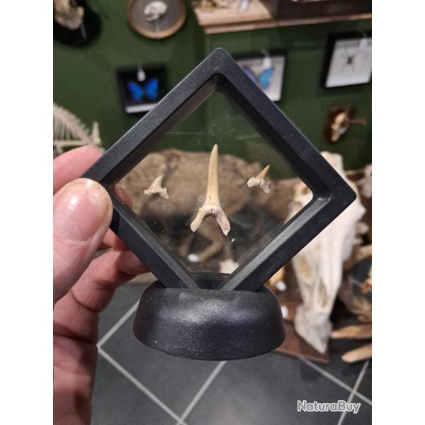 Cadre dent requin fossile #L28R(4)
