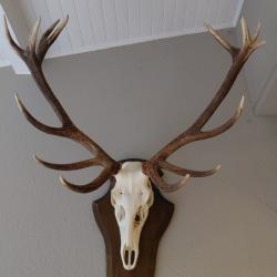 Troph&eacute;e de cerf 16 cors m&eacute;daill&eacute;