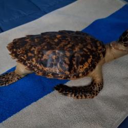 Tortue naturalis&eacute;e de 1950 &agrave; vendre, en excellent &eacute;tat. Bien familial depuis 70 ans.