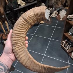 Corne de mouflon #2906(4)