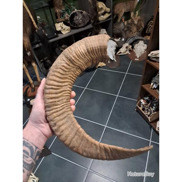 Corne de mouflon #2906(4)