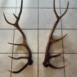 Magnifique Paire de bois de cerf