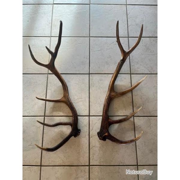 Magnifique Paire de bois de cerf