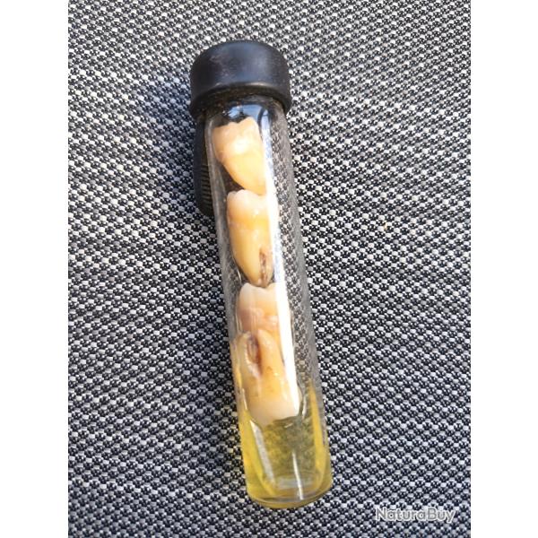 Ancienne dents molaires sous formol objets de curiosit�s