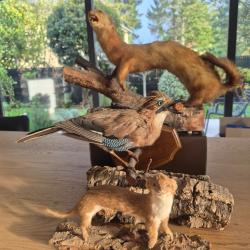 Ancienne taxidermie putois et petite belette et cadeau