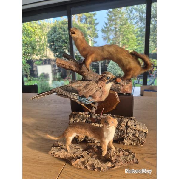 Ancienne taxidermie putois et petite belette et cadeau