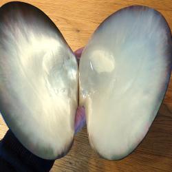 SUPERBES DOUBLE COQUILLES PROVENANT DE TAHITI - POUR COLLECTIONS NACRES DIVERS DANS VOS VITRINES