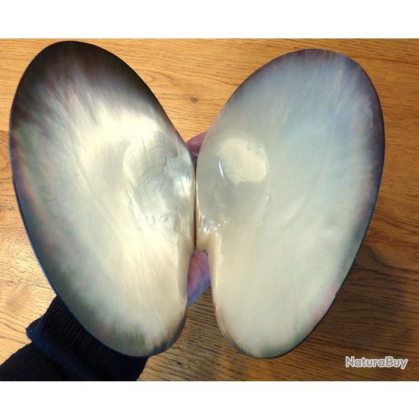 SUPERBES DOUBLE COQUILLES PROVENANT DE TAHITI - POUR COLLECTIONS NACRES DIVERS DANS VOS VITRINES