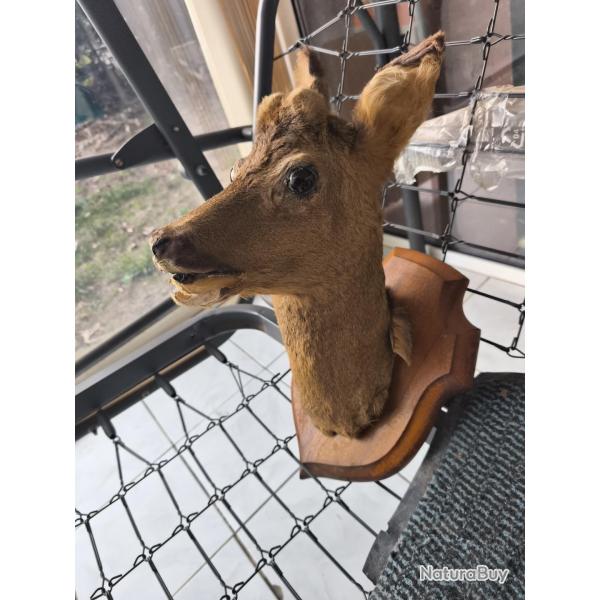 Vente t�te de chevreuil