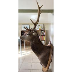 T&ecirc;te de cerf naturalisee en parfait &eacute;tat