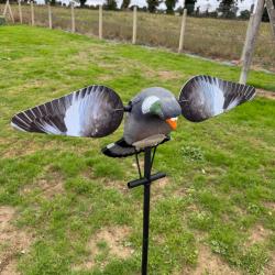 Appelant Pigeon