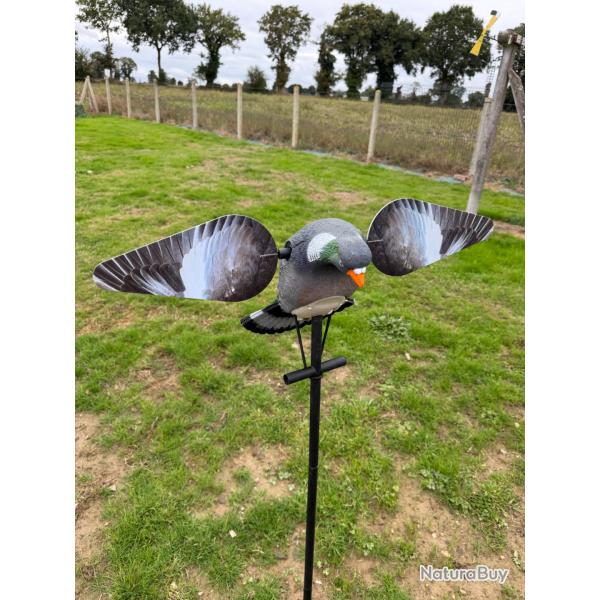 Appelant Pigeon