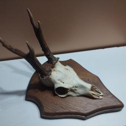 BEAU TROPHEE DE CHEVREUIL BROCARD BOIS 16CM SUR ECUSSON BOIS 27X21CM TAXIDERMIE CHASSE
