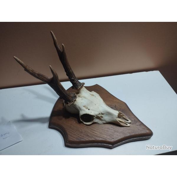 BEAU TROPHEE DE CHEVREUIL BROCARD BOIS 16CM SUR ECUSSON BOIS 27X21CM TAXIDERMIE CHASSE