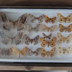 cadre entomologique ancien - Papillons de nuit d'exception (dont 2 Grands Paons de nuit)