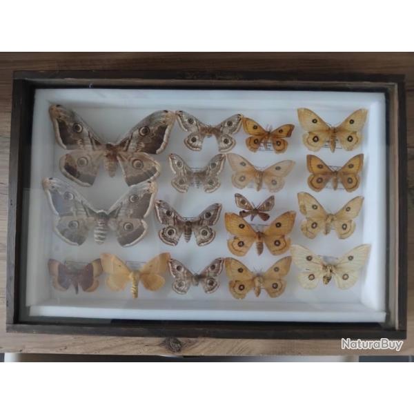 cadre entomologique ancien - Papillons de nuit d'exception (dont 2 Grands Paons de nuit)