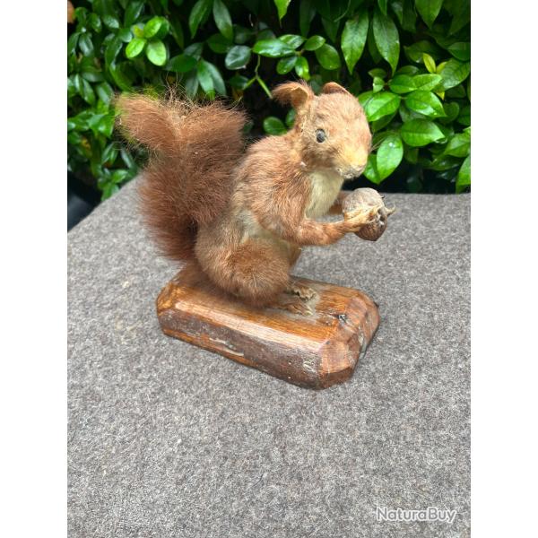 Ancien petit �cureuil naturalis�
