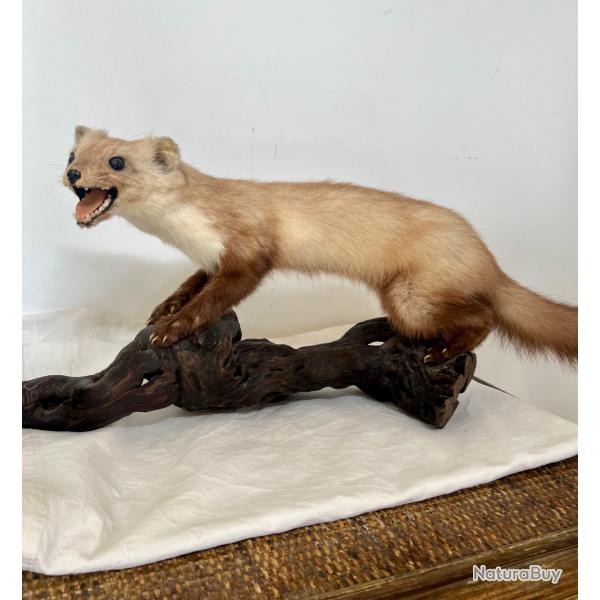 Fouine naturalis�e