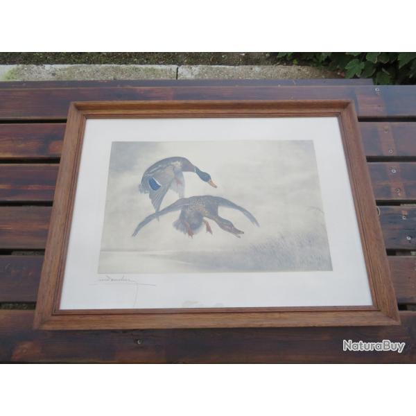 L�on DANCHIN "Canard en vol" Lithographie en couleur sign�e et num�rot� - FRANCE (XX�)