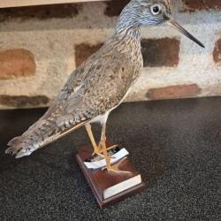Chevalier gambette  - collection priv&eacute;e  - oiseau num&eacute;rot&eacute;