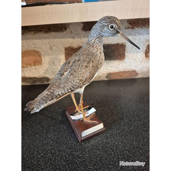 Chevalier gambette  - collection priv�e  - oiseau num�rot�