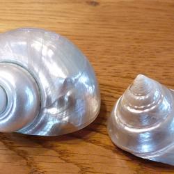 SPLENDIDE PAIRE D' ESCARGOTS EXOTIQUES POUR COLLECTION DE PIECES DIVERSES MARINES + DECO MAISON