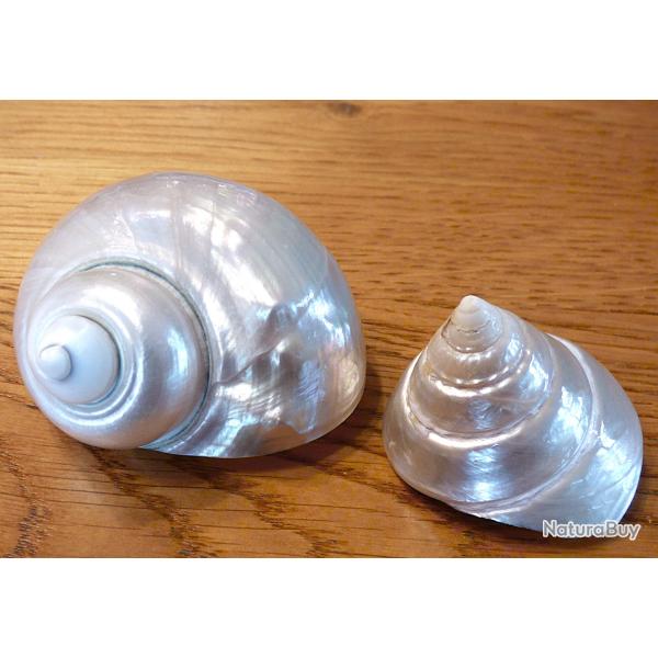 SPLENDIDE PAIRE D' ESCARGOTS EXOTIQUES POUR COLLECTION DE PIECES DIVERSES MARINES + DECO MAISON