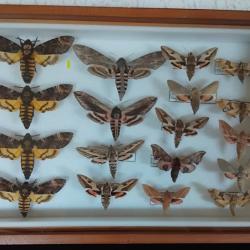 Cadre entomologique d'exception - Collection Sphingidae (4x T&ecirc;te de Mort, Sphinx du Liseron...)