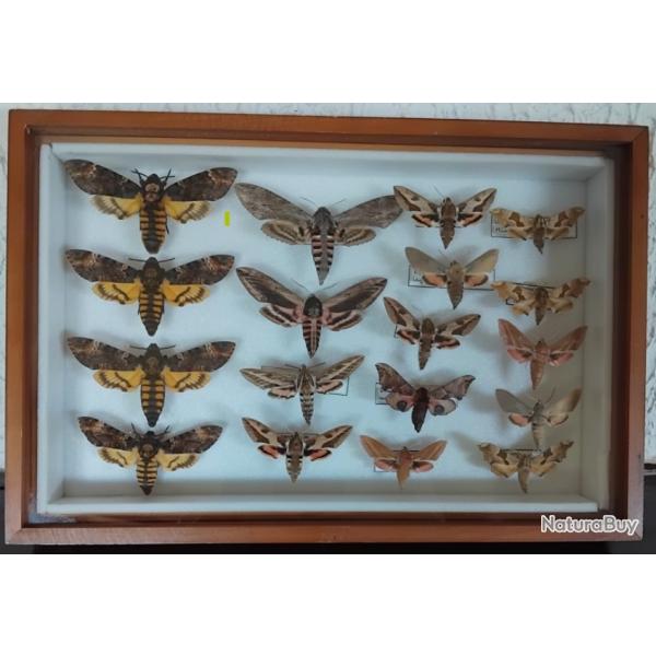Cadre entomologique d'exception - Collection Sphingidae (4x T�te de Mort, Sphinx du Liseron...)