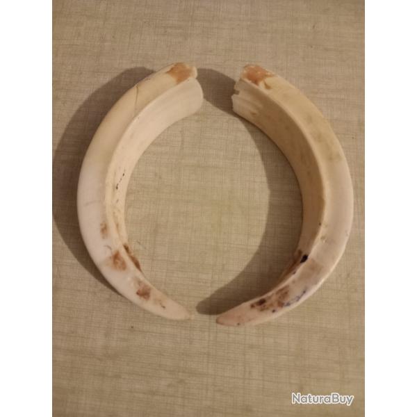 4 paires d�fense de sanglier
