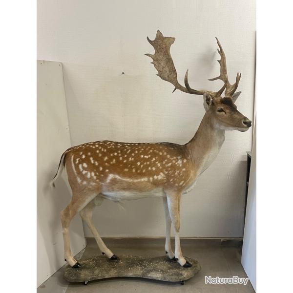 Daim naturalis� en entier