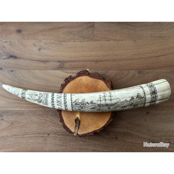 Reproduction d'une dent de Morse