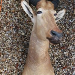 beau trophee massacre d'un BUBALE TETE EN CAPE