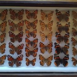 Cadre entomologique ancien - L&eacute;pidopt&egrave;res (Nymphalid&eacute;s / Paons du jour...)