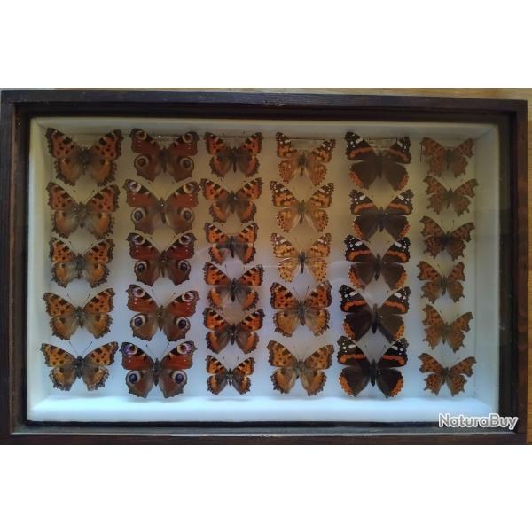 Cadre entomologique ancien - L�pidopt�res (Nymphalid�s / Paons du jour...)