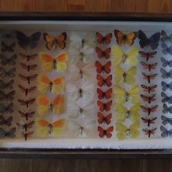 Collection de 61 papillons naturalis&eacute;s (Lycaenidae, Pieridae, Zygaenidae)