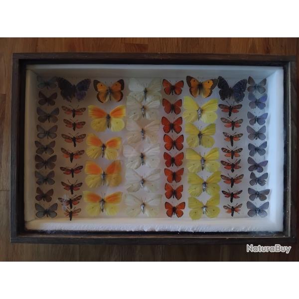 Collection de 61 papillons naturalis�s (Lycaenidae, Pieridae, Zygaenidae)