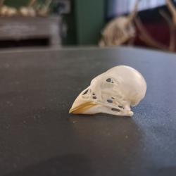 Cr&acirc;ne de canari #01069(6)