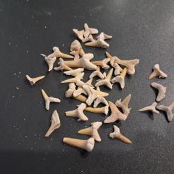 Lot de 40 fossiles de dents de requins #L18R(9)