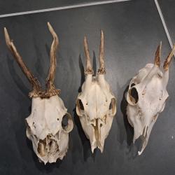 Lot de 3 cr&acirc;nes de chevreuil #070342