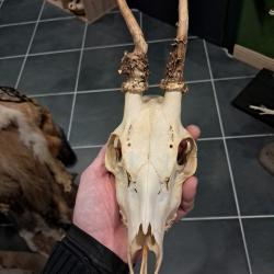 Cr&acirc;ne de chevreuil t&ecirc;te bizarde #070341