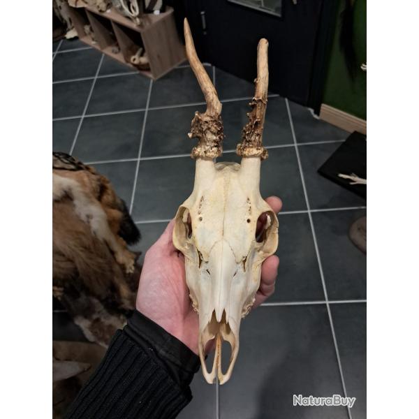 Cr�ne de chevreuil t�te bizarde #070341
