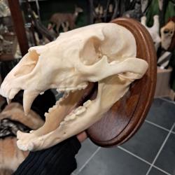 Cr&acirc;ne d'ours noir sur &eacute;cusson ; Ursus americanus