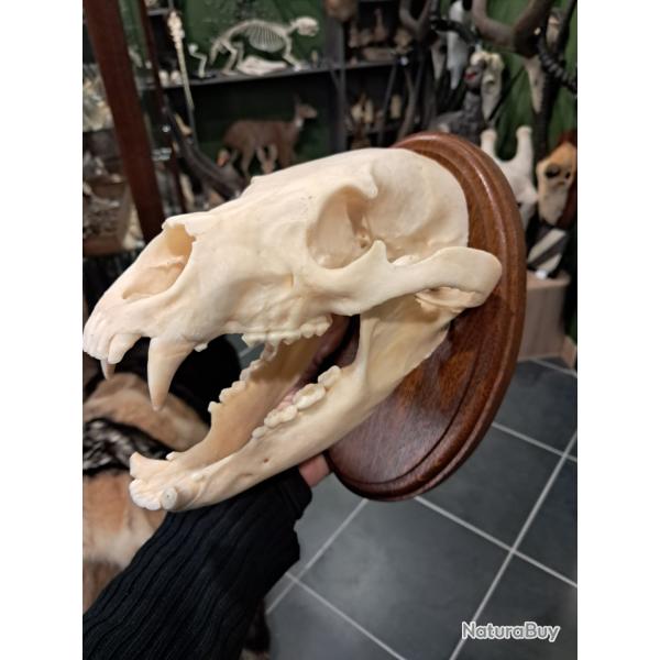 Cr�ne d'ours noir sur �cusson ; Ursus americanus
