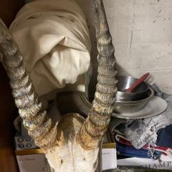 Cobe antilope