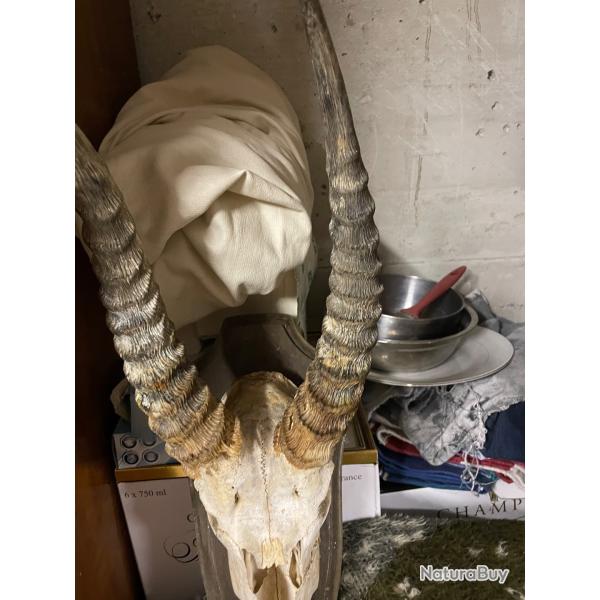 Cobe antilope